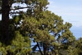 Canarian pines, pinus canariensis in Tenerife, road to Teide volcano Royalty Free Stock Photo
