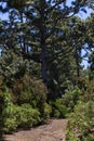 Canarian pines, pinus canariensis in Tenerife, road to Teide volcano Royalty Free Stock Photo