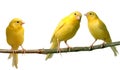 Canaries Royalty Free Stock Photo