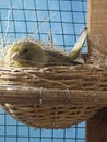 canaries colored like sparrows began to brood Royalty Free Stock Photo