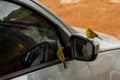 Canaries land in a car mirror, apparently admiring their own beauty in the reflection. Royalty Free Stock Photo