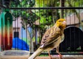 canary poses in a cage after chirping Royalty Free Stock Photo