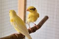 Canaries standing on perch in cage Royalty Free Stock Photo