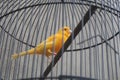 Canaries in the steel cage