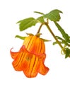 Canarina canariensis Royalty Free Stock Photo