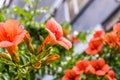 Canarina canariensis - Canary Bellflower