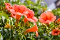 Canarina canariensis - Canary Bellflower