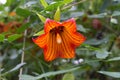 Canarina canariensis orange bell flower. Shadow tolerant plant. Bellflower
