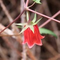 Canarina canariensis - rare endemic flower