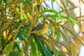 Canarinho bird on a branch full of seeds Royalty Free Stock Photo