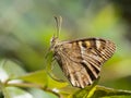 Canarisch bont zandoogje, Canary Speckled Wood Royalty Free Stock Photo