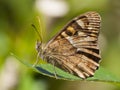 Canarisch bont zandoogje, Canary Speckled Wood Royalty Free Stock Photo