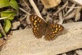 Canarisch bont zandoogje, Canary Speckled Wood Royalty Free Stock Photo