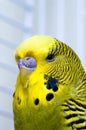 Canary bird Royalty Free Stock Photo