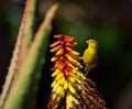 Canary bird and aloe flowers