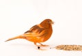 Canary bird - female Royalty Free Stock Photo