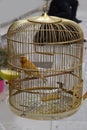 Canary bird in a golden cage