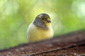 Canary bird inside cage feeding and perch on wooden sticks and wires