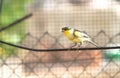 Canary bird inside cage feeding and perch on wooden sticks and wires Royalty Free Stock Photo