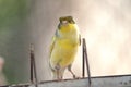 Canary bird inside cage feeding and perch on wooden sticks and wires Royalty Free Stock Photo