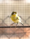 Canary bird inside cage feeding and perch on wooden sticks and wires Royalty Free Stock Photo