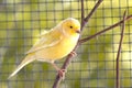 Canary bird inside cage feeding and perch on wooden sticks and wires Royalty Free Stock Photo