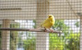 Canary bird inside a cage of steel wires perched on a wooden stick