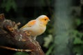 Canary bird Royalty Free Stock Photo