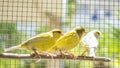 Canary bird perched on a stick inside a cage Royalty Free Stock Photo