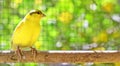 Canary bird perched on a stick inside a cage