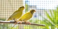 Canary bird perched on a stick inside a cage Royalty Free Stock Photo