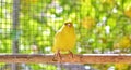 Canary bird perched on a stick inside a cage Royalty Free Stock Photo