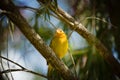 Canary bird. Portrait of  the Saffron finch Sicalis flaveola. Royalty Free Stock Photo