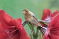 A canary bird is resting on amaryllis flowers in full bloom. Royalty Free Stock Photo