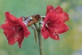 A canary bird is resting on amaryllis flowers in full bloom. Royalty Free Stock Photo