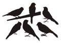 Canary bird silhouettes Royalty Free Stock Photo