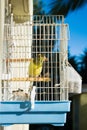Canary bird in a small cage outside, Serinus canaria Royalty Free Stock Photo