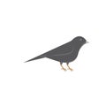 canary bird vector illustration design template Royalty Free Stock Photo