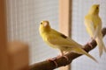 Canary birds in cage on wooden branches Royalty Free Stock Photo