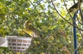 Canary birds inside a big cage made of steel wires Royalty Free Stock Photo