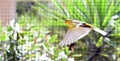 Canary birds inside a cage about to take flight Royalty Free Stock Photo