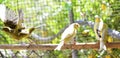 Canary birds inside a cage about to take flight Royalty Free Stock Photo