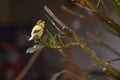 Canary on a brench looking at the camera in a public park Royalty Free Stock Photo