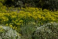 Canary buttercup and Argyranthemum adauctum