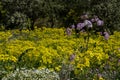 Canary buttercup, Argyranthemum adauctum and Pericallis webbii