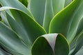 Canary Cactus Close up plant Royalty Free Stock Photo