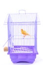 Canary in the Cage