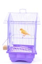 Canary in the Cage