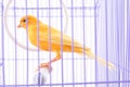 Canary in the cage
