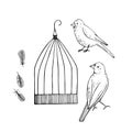 Canary and cage. Vector sketch illustration.